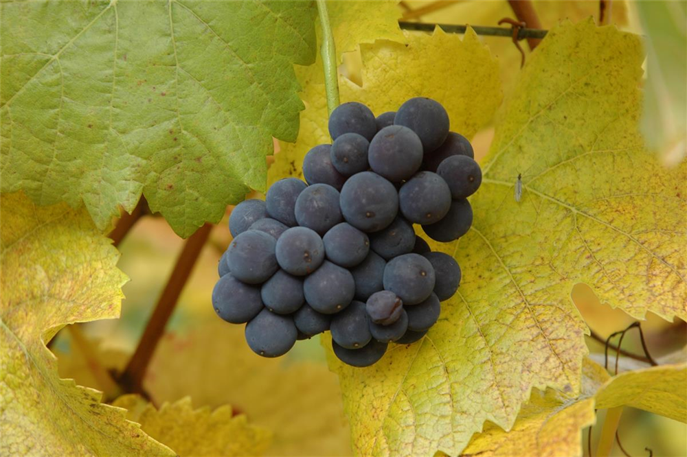 Vitis vinifera 'Muscat Bleu'