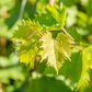 Vitis vinifera 'Muscat Bleu'