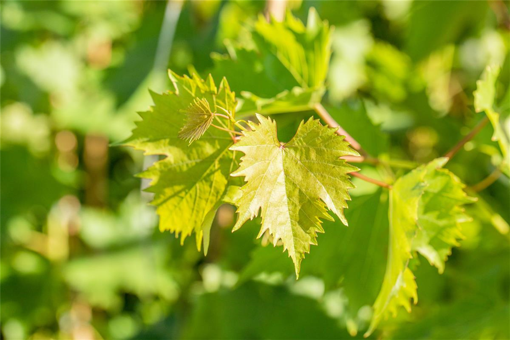 Vitis vinifera 'Muscat Bleu'