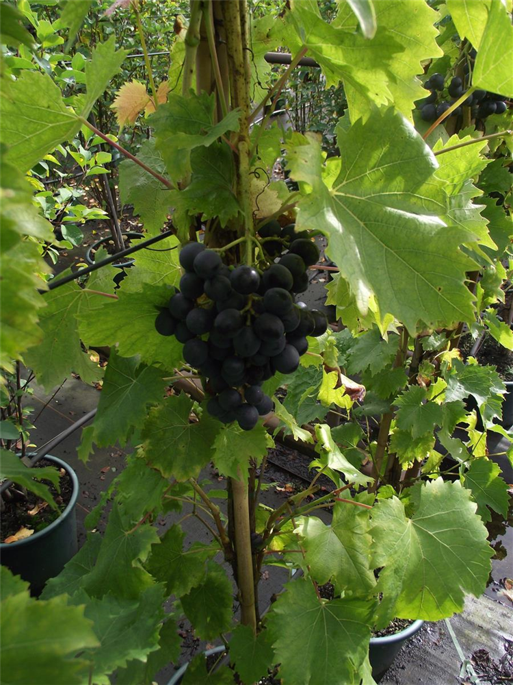 Vitis vinifera 'Muscat Bleu'