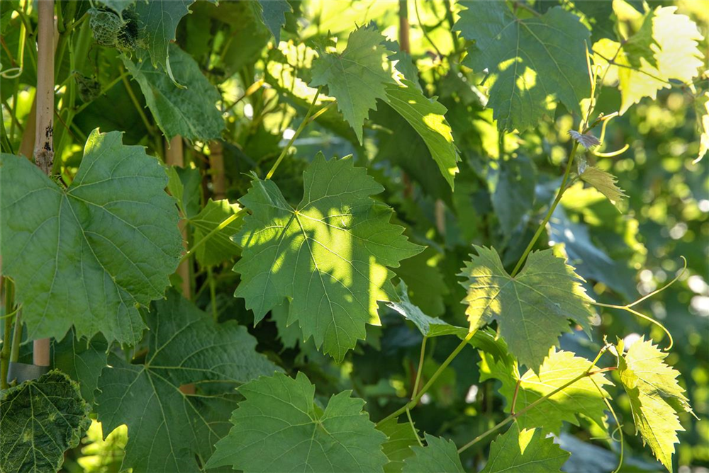 Vitis vinifera 'Muscat Bleu'