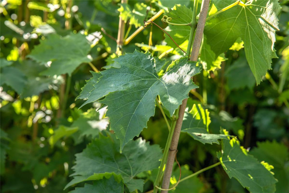 Vitis vinifera 'Muscat Bleu'